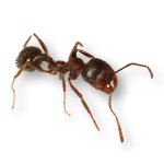 Messor Kraliçe G1.jpg