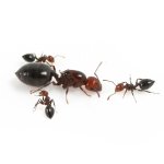 Crematogaster-scutellaris-antstore.jpg